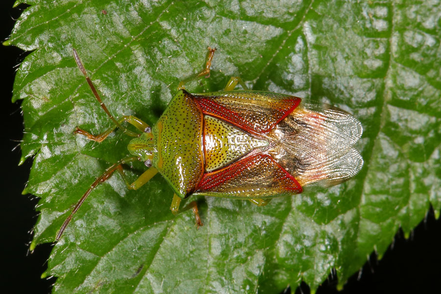 Elasmostethus interstictus - Bunte Blattwanze, Wanze auf Blatt