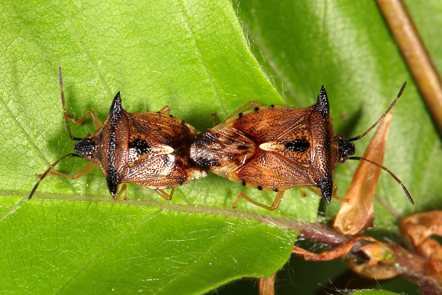 Elasmucha ferrugata - Heidelbeerwanze, Paar