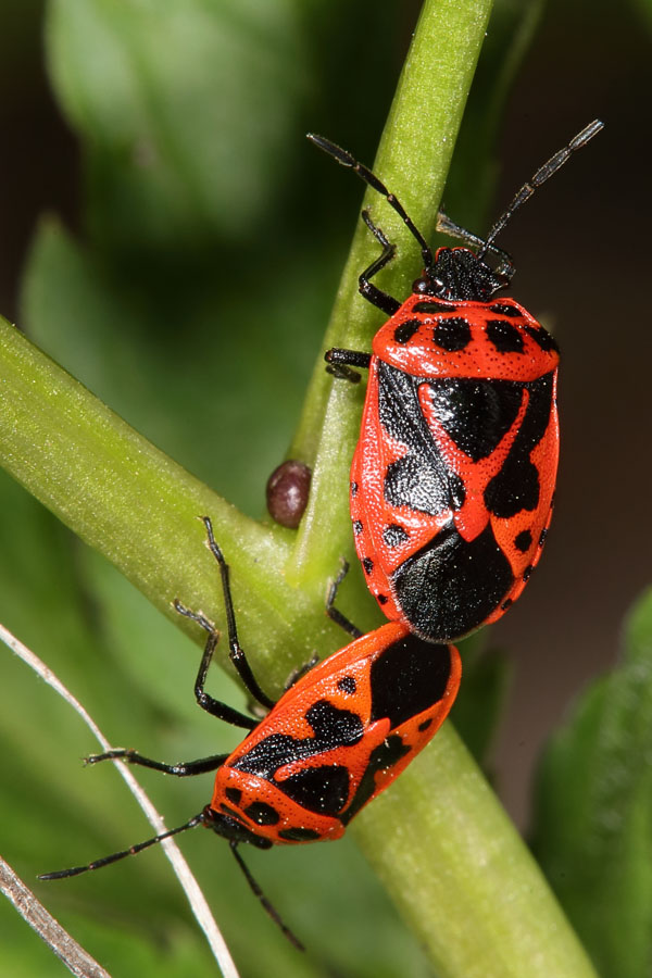 Eurydema dominulus - Zierliche Gemüsewanze, Paar