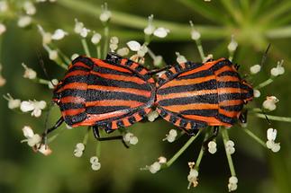 Graphosoma ornatum - Streifenwanze, Paar (1)