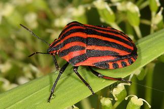 Graphosoma ornatum - Streifenwanze, Wanze auf Blatt