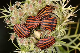 Graphosoma ornatum - Streifenwanze, mehrere Wanzen