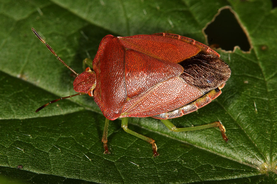 Palomena prasina - Grüne Stinkwanze, Herbstform