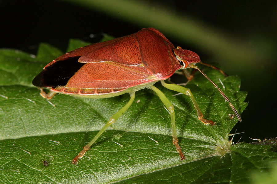 Palomena prasina - Grüne Stinkwanze, Herbstform