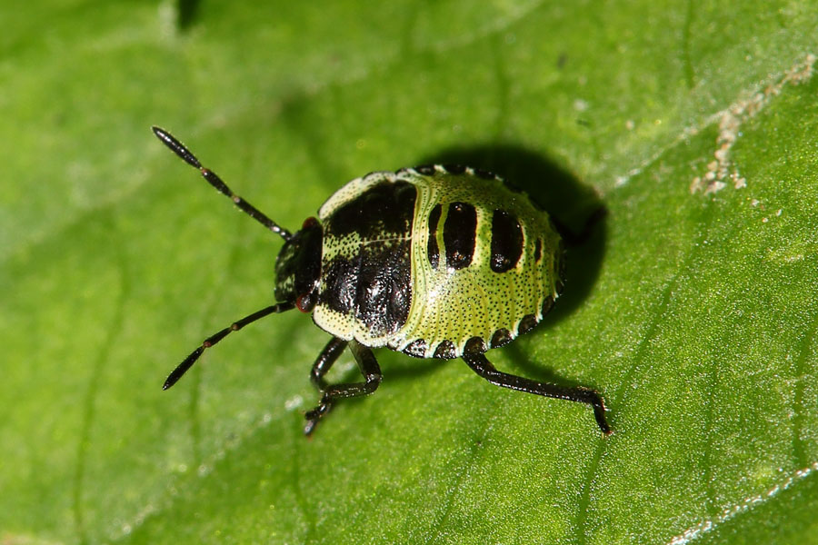 Palomena prasina - Grüne Stinkwanze, Junglarve