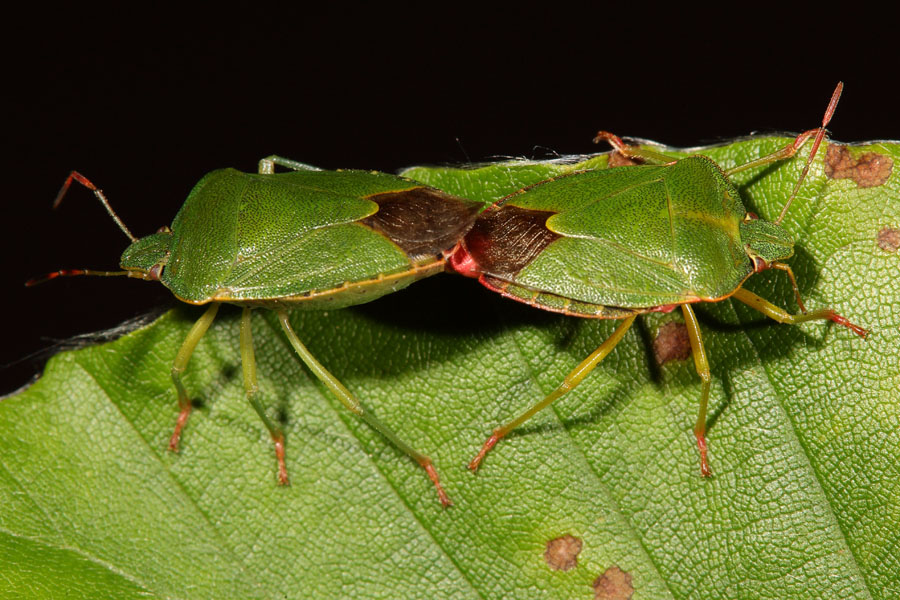 Palomena prasina - Grüne Stinkwanze, Paar