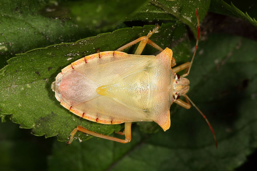 Pentatoma rufipes - Rotbeinige Baumwanze, frisch gehäutet