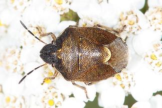 Rubiconia intermedia - Bergwanze, Wanze auf Blüten