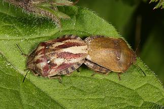 Eurygaster testudinaria cf. maura - Schildkrötenwanze cf. Gemeine Getreidewanze