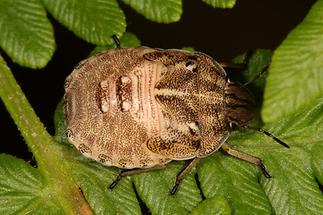 Eurygaster testudinaria - Riedgräserwanze, Schildkrötenwanze, Larve