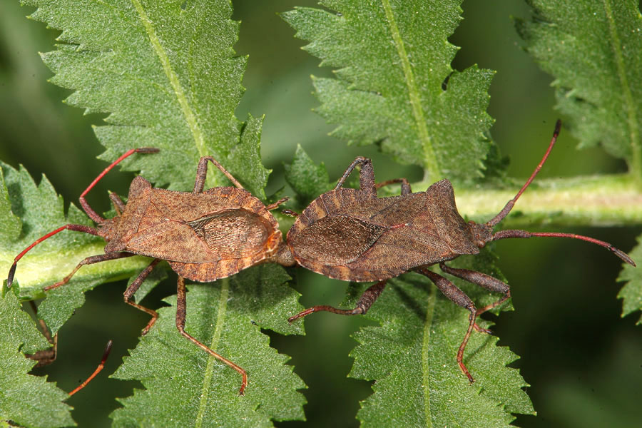 Coreus marginatus - Lederwanze, Paar