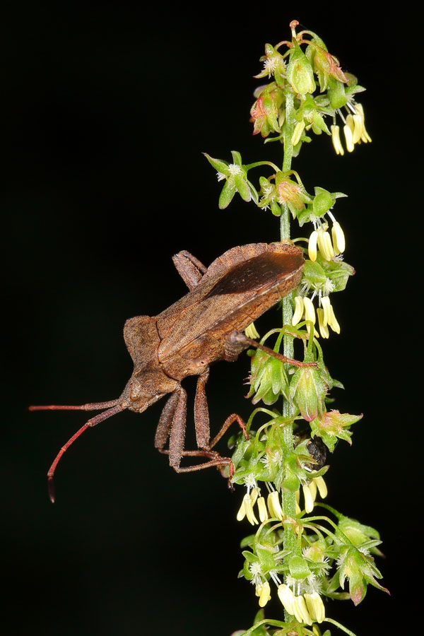 Coreus marginatus - Lederwanze, Wanze auf Blüte