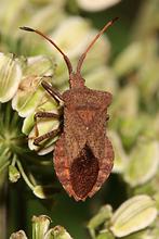 Coreus marginatus - Lederwanze, Wanze auf Blüten