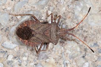 Coreus marginatus - Lederwanze, Wanze auf Fahrweg