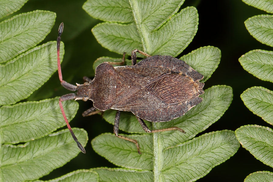 Enoplops scapha - kein dt. Name bekannt, Wanze auf Blättern