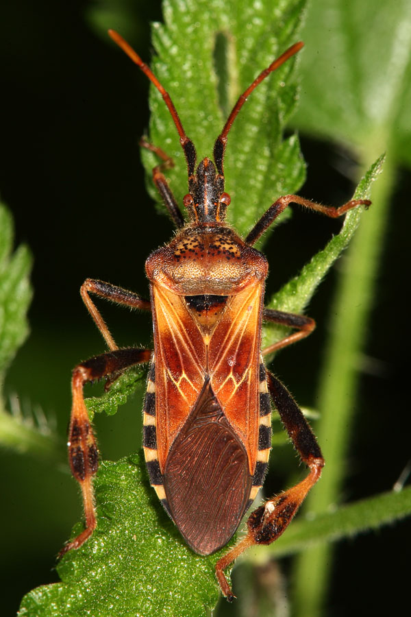 Leptoglossus occidentalis - Amerikanische Kiefern-, Zapfenwanze, Wanze auf Blatt