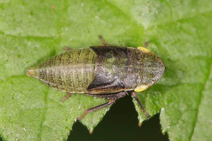 Aphrodes makarovi - Wiesen-Erdzikade, Larve