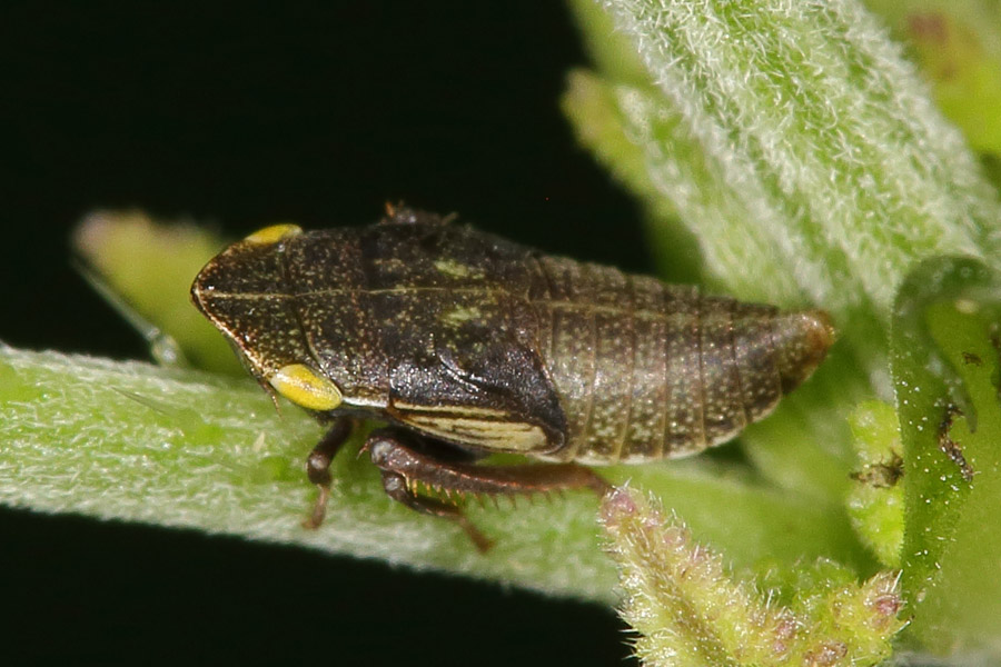 Aphrodes makarovi - Wiesen-Erdzikade, Larve