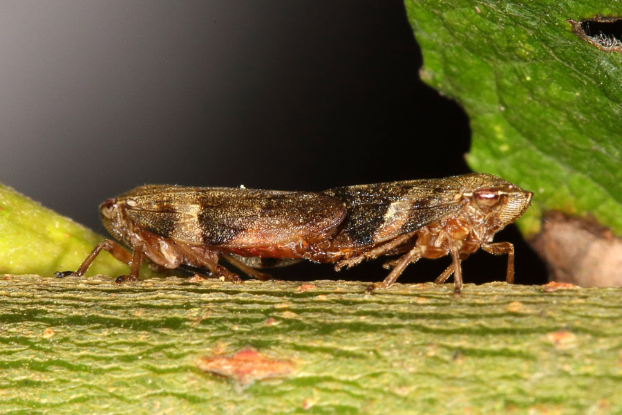 Aphrophora alni - Erlen-Schaumzikade, Paar