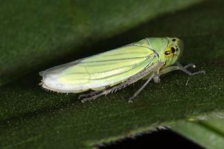 Cicadella lasiocarpae - Sumpfschmuckzikade