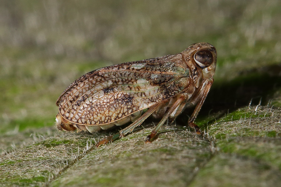 Issus coleoptratus - Echte Käferzikade, auf Blatt