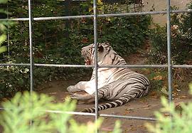 Hier ist ein Bild von einem Tiger