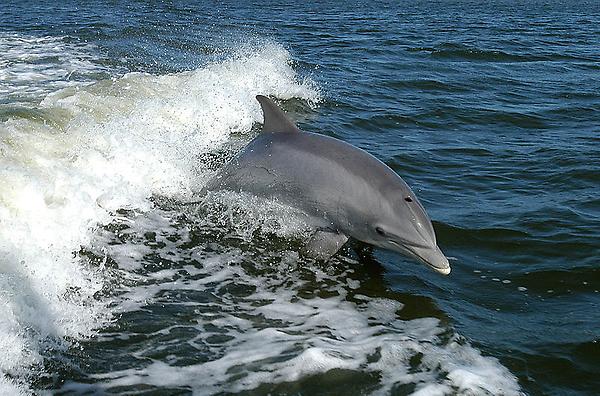 Delfin Bild