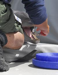 US_Navy_070412-N-6652A-113_A_marine_mammal_handler_feeds_a_dolphin_assigned_to_the_U.S._Navy_Marine_Mammal_Program_during_a_presentation_in_Point_Loma,_Calif.jpg