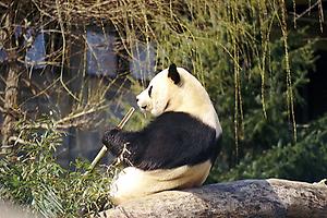 800px-Giant_Panda_2004-03-1.jpeg