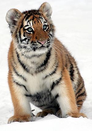419px-Panthera-tigris-altaica-young-tiger.jpg