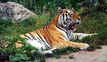 Panthera_tigris_altaica_001.jpg