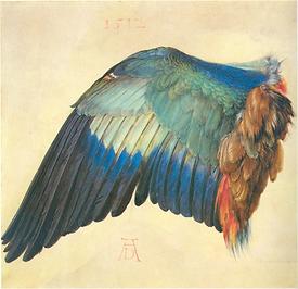 Flügel einer Blauracke, zwischen 1512