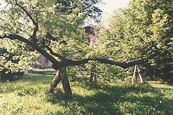 Die 700-jährige Linde in Kamenitz. Foto: Alfred Wolf