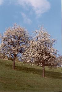 Mostobstbaum