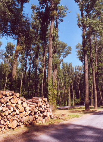 Essay Wald Wald Abc Zur Volkskunde Sterreichs Kunst Und Kultur