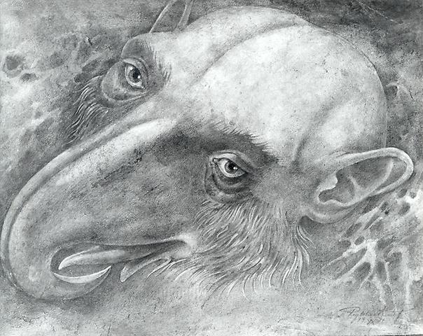 Bild 'Elefantenvogel_1971-21_'