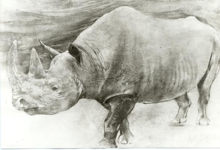 Bild 'Nashorn_1972-23_'