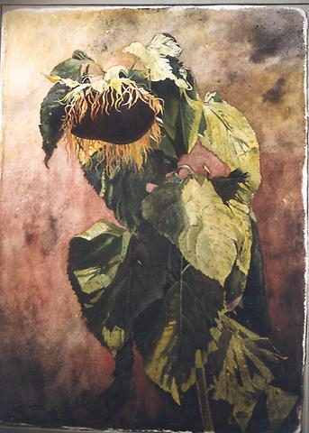 Bild 'Große_Sonnenblume_1997-29_'