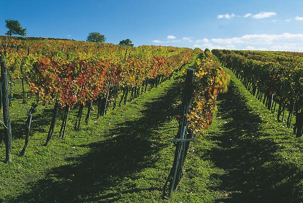 Weingarten im Herbst / bei Horitschon., © Österreich Werbung/H.Wiesenhofer