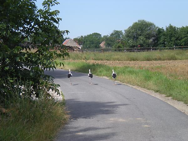 Hintausweg (Störche)-2.jpg