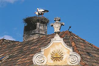 Storchennest auf Hausdach