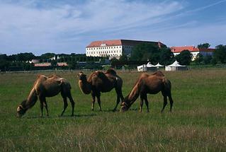 Schloss Hof (mit Kamelherde)