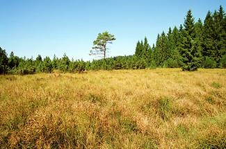 Naturschutzgebiet Tannermoor