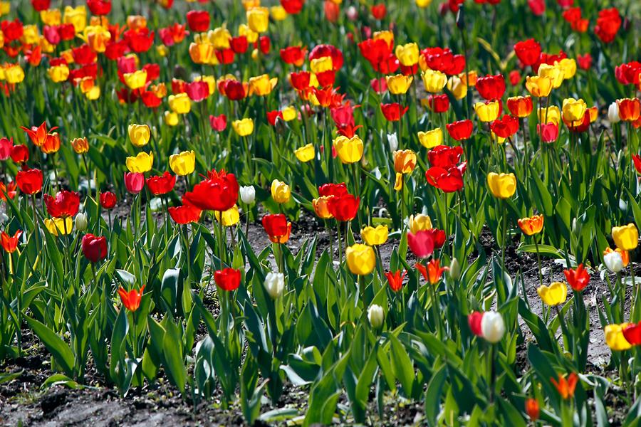 Tulpenfeld in Leisach