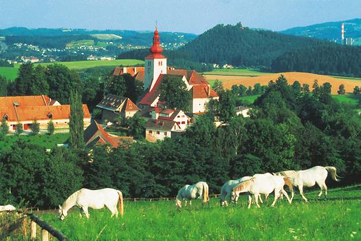 Lipizzaner im Gestuet Piber bei Koeflach / Steiermark, © Österreich Werbung/Markowitsch