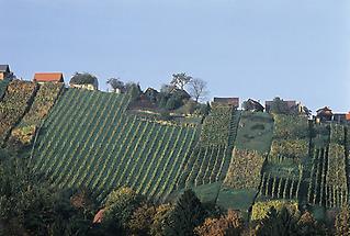 Weinberge bei Stainz