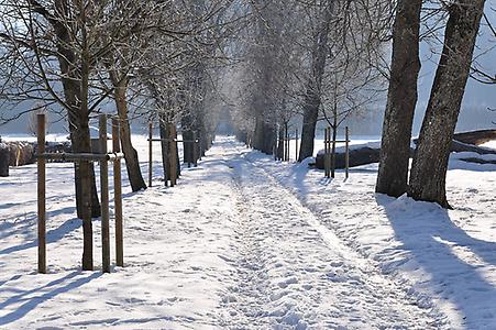 Allee vor Schloss Rosegg, Foto: Johann Jaritz. Aus WikiCommons unter CC 