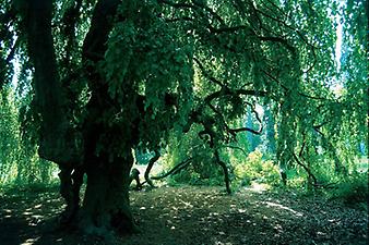 Naturbelassenes Gebiet um das Schloss Eckartsau. Niederösterreich. Photographie. 2000., © IMAGNO/Gerhard Trumler