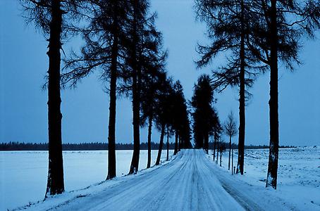 Lärchenallee von Heidenreichstein nach Eisgarn. Österreich. Photographie. Um 1995., Foto: © IMAGNO/Franz Hubmann