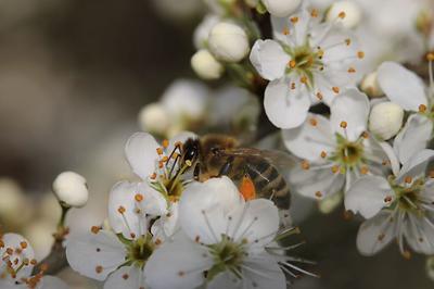 Apis mellifera carnica, die Krainer Biene, Kärntner Biene oder auch Graue Biene, auf Schlehdornblüte